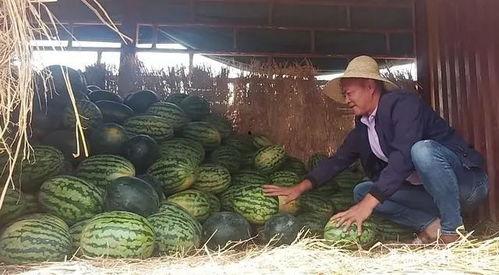 云瓜园吃瓜群众事件,揭秘网络舆论狂欢背后的真相