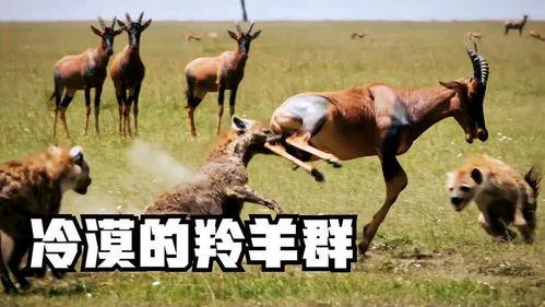 羊群和吃瓜群众的区别在哪,群体心理差异解析