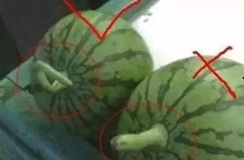 吃瓜群众第一集完整版,揭秘娱乐圈背后的真相与秘密