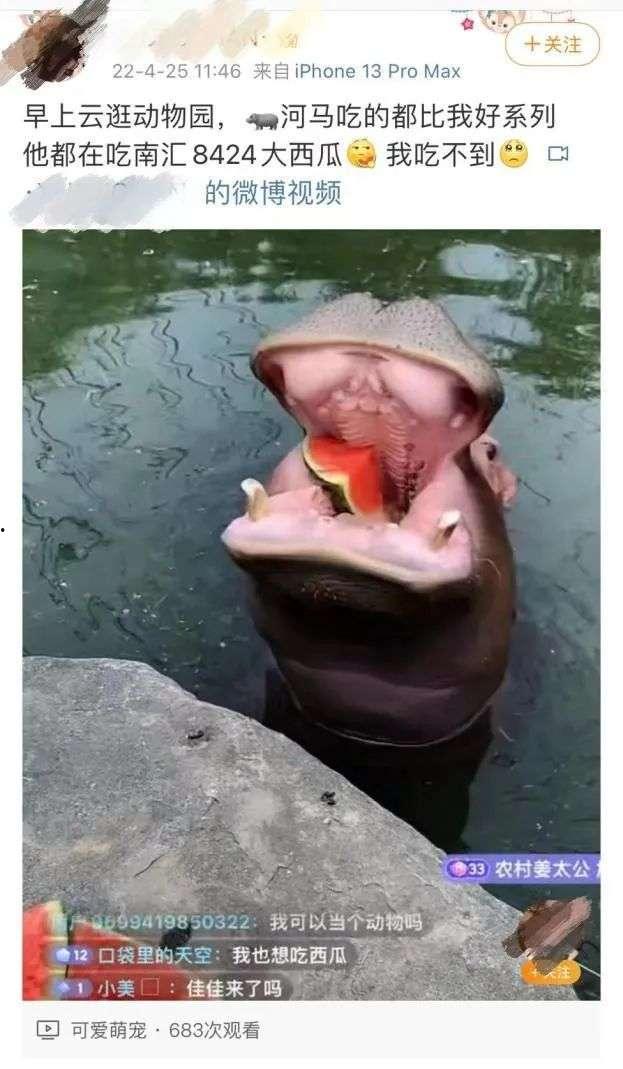 河马吃瓜群众,揭秘动物界的“吃瓜群众”现象