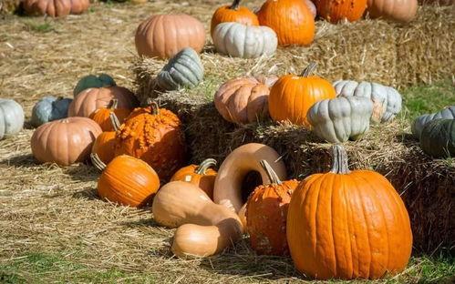 乌布群众吃瓜视频,民众欢声笑语共享夏日时光